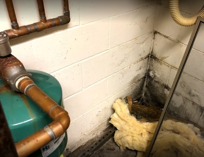 Mold remediation in the corner of an Essex County apartment basement